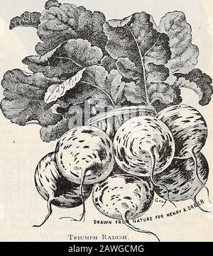 Dreers Herbstkatalog: 1899 Birnen Pflanzen, Samen usw. Das Beste von Allem Tomato.. TRIUnPH RETTICH gestreift, Rot und Weiß. Das ist ein wunderschönes und seltsames Rettich, das im Bund mit Scarlet-Radieschen einen angenehmen Kontrast bildet. Theradistische sind Kugelform und auffallend schön, mit randscharlachroten Streifen auf einem Wdiit-Boden. Es ist eine großartige Pinzingvarietät, mit kurzem Oberteil, kleinen Blättern und reift schnell. Thewarmth des Heißbetts macht iis eigenartige Farbstoffe ziemlich unanständig. Es kann auch auf freiem Boden angebaut werden und ist sehr mild und angenehm schmeckt. Sie ist sehr ornamental für die Tischverwendung Stockfoto