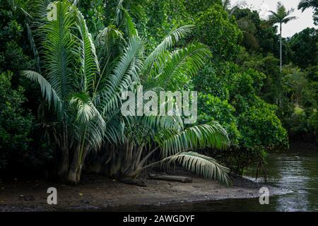 Mangrovenpalme, auch bekannt als Nipa-Palme (Nypa fruticans), wächst zwischen Mangroven am Ufer des Johnstone River, North Queensland Stockfoto