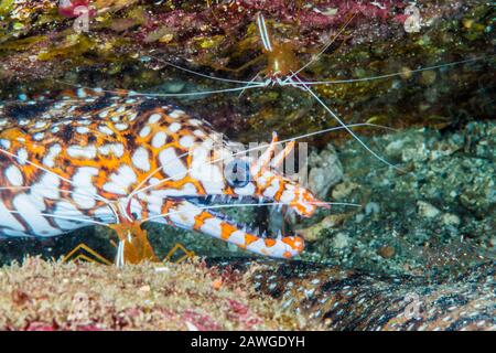 Reinigungsstation: Scharlachrote Garnelen (Hippolysmata vittata) und Leopardenmoränen (Enchelycore pardalis) Kushimoto, Wakayama, Japan Stockfoto