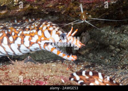 Reinigungsstation: Scharlachrote Garnelen (Hippolysmata vittata) und Leopardenmoränen (Enchelycore pardalis) Kushimoto, Wakayama, Japan Stockfoto