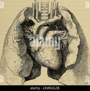 Das Vade Mecum des Anatomen: Ein System der menschlichen Anatomie . Form der Brusthöhle; innen sind sie konkave, um die Herzlichkeit zu erhalten. Superiorly terminieren sie in einem Tapering Cone, * Herr Simon über die Vergleichende Anatomie der Schilddrüse. Philoso-Phische Transaktionen, 1844. DIE LUNGE. 559, die sich über die Höhe der ersten Rippe erstreckt und unbestimmt breit und konkave sind und auf der konvexen Oberfläche der Membran ruhen. Ihr hinterer Rand ist abgerundet und breit, der vordere scharf, und durch ein oder zwei tiefe Fissuren markiert, und der untere Rand, der den umgibt Stockfoto