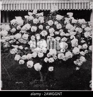 CMHobbs & Sons. California Privet.. Hortensia Paniculata Grandiflora. TJ. Tatarica var. grandiflora. Produziert große, leuchtend rote Blumen, die mit Weiß gestreift sind; Bloomsin Juni. L/. Tatarica rosea (Pink tatarian Honey-suckle). Rosafarbene Blumen, die mit dem Laub kontrastieren. Mit Grandiflora gepflanzt, das Twitchen eine schöne Auslage. TI. Tatarica var. rubra (Rote tatarische Honigsuckle). Blüht früh im Frühjahr; Blumen abriechend leuchtend rot. Stockfoto