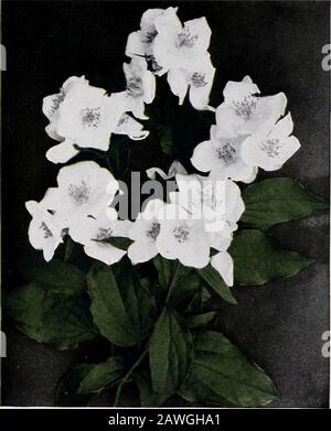 CMHobbs & Sons. Weigela rosea H. variabel-blättrig. Blattwerk fein markedmit hellgelb; Blumen violett und doppelt. Hibiscus Tree bilden sich in den oben genannten Sorten. Hamamelis. Hamamelis virginiana (Witch Hazel). Hasa Reichtum an zarten gelben Blumen, die im Herbst erscheinen. Außergewöhnlich schön am Rande eines Holzes oder entlang von Waldwegen. Hydrangea Hydrangea arboreseens (SnowballHydrangea). Hat das Aussehen eines tief wachsenden Schneeballs mit großen Anhäufungen weißer Blumen. Par-cularly wünschenswert, da er vor der H. panicu-lata blüht. Seine blühende Periode ist frohlocker June unt Stockfoto