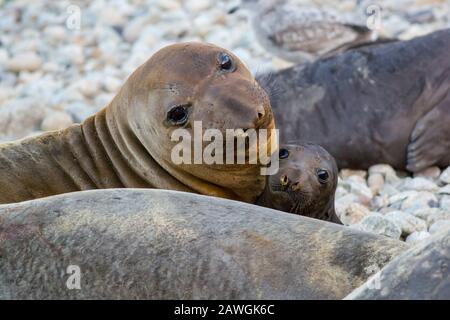 Elefantendichtung weiblich mit Pup an Point Reyes National Seashore Stockfoto