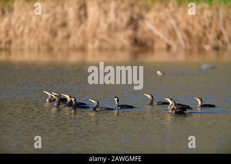 Eine Schar Doppelkammkormoran am Sandy Wool Lake, Milpitas Stockfoto