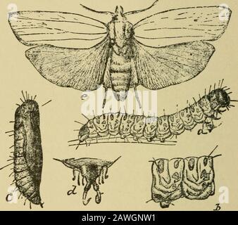 Quince cultureAn illustrierte ein Handbuch zur Vermehrung und Kultivierung der Quitte mit Beschreibungen ihrer Sorten, Insektenfeinde, Krankheiten und ihrer Heilmittel. Rved. ANGRIFF AUF STAMM UND ÄSTE. Die Crnpt()2)1i(im iiniimnctala, Don., ist eine sehr hübsche Art der Lepidoptera. Vor Jahren wurde es in der Black Wattle, Acacia Decurrens, beobachtet, aber jetzt ist es für alle Bäume des Eosacece, und umfasst die Pflaume, Aprikose, Pfirsich, Kirsche und Nektarine. Die ausgewachsenen Larvara sind etwa ein- und dreißiger lang; der gekrümmte Kopf verjüngt sich vor, mit reichlichen Mundteilen zum Eingraben. Stockfoto