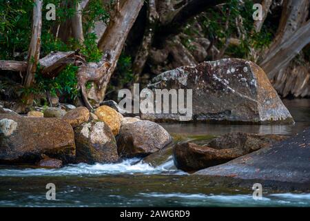 Wasserkaskadierung über Felsbrocken im Murray River Unterhalb der Murray Falls, Girramay National Park North Queensland Stockfoto