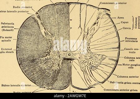 Erkrankungen des Nervensystems .. . erscheint in der größten Masse in den untersten Teilen des Rückenmarks. Für die feinere Struktur des Rückenmarks und seine mikroskopischen Beziehungen wird darauf der Artikel zur Histologie des Nervensystems in 30 MAKROSKOPISCHEN ANATOMIE DES ZENTRALNERVENSYSTEMS dieses Volumen verwiesen, und hier werden wir nur die Gefäßversorgung des Spinalkabels betrachten. Dies wird zum Teil durch Verzweigungen der Wirbelsäule gebildet, zum Teil durch Verzweigungen der Interkostale, der Lendenwirbelsäule und der Sakralarterien. An jeder Seite geht ein Wirbelspinnzweig von der Ventralarterie hinunter; diese vereinigen i Stockfoto