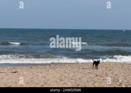 Schöner brauner Sand und blauer klarer Himmel am Strand und ein schwarzer männlicher Hund, der auf der Landschaft beach.beach läuft Stockfoto