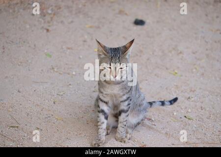 Katze in Jaipur Stockfoto