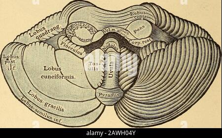 Erkrankungen des Nervensystems .. . l Kabel. Das Vermisste des Kleinhirns wird durch Furchen in Lappen geteilt; das wichtigste, das dorsal auf der oberen Vermis liegt und sich von vor hinten erstreckt, sind Thelingula, der Mittellappen und der Monticulus sowie auf der unteren Vermis thenodulus, uvula, pyramis und der Knollenvermis. Die Hemisphären des Cere-bellum zeigen oben, dorsal und anteriorly einen viereckigen lohe an der Seite des Monticulus, und posteriorly den Lohulus semilunaris Superior; unten, neben dem Knötus, ist der Flockculus, auf der Uvula die Tonsilla, seitlich mdies der cun Stockfoto