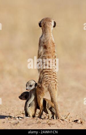 Alert meerkat (Suricata suricatta) mit neugierigen Babys, Kalahari-Wüste, Südafrika Stockfoto