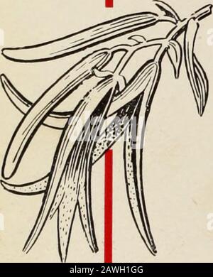 Kanadische Lebensmittelhändler Oktober-Dezember 1913. Stockfoto