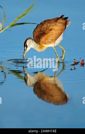 Afrikanerin jacana (Actophilornis africana), die im Flachwasser, Südafrika, aufforht Stockfoto