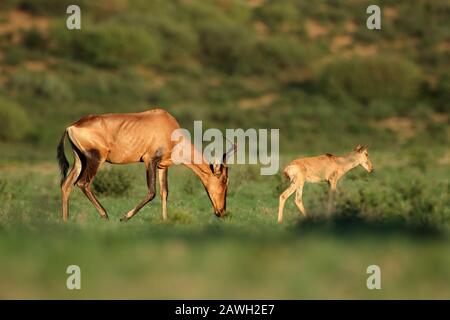 Rote hartebeest Antilope (Alcelaphus buselaphus) mit jungen Kalben, Kalahari, Südafrika Stockfoto