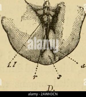 Die Evolution des Menschen: Eine beliebte Exposition der Hauptpunkte der menschlichen Ontogenie und Phylogenie. 2- f. A. M- € Stockfoto