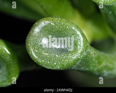 Trompetenjade (Crassula ovata 'Gollum') verlässt den Atem Stockfoto