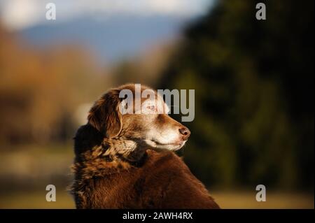 Schokolade Labrador Retriever Hund Outdoor-Porträt Stockfoto