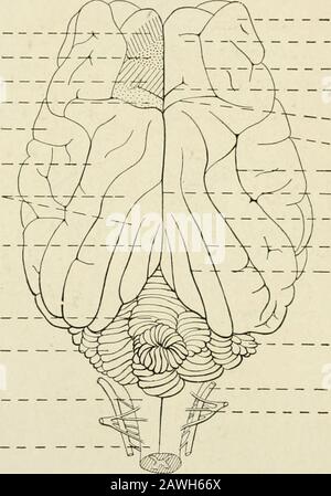 Die Anatomie des Nervensystems, vom Standpunkt der Entwicklung und Funktion. Nstellt eine ovoide Figur, die großaräbralen Hemisphären, dar, die die anderen Teile aus der Sicht abdecken. Im Sheps-Gehirn sind die 8 3 11.1 HEMISPHÄREN DES NERVENSYSTEMS kleiner und verdecken das Kleinhirn und die Medulla oblongata nicht (Abb. 82). Die zerebralen Hemisphären, die durch eine tiefe Spalte getrennt sind, kalleddie Längsfissur des Großhirns, bilden zusammen eine breite konvexe Oberfläche, die in engem Verhältnis zum inneren Aspekt des Calvarias liegt. Vom Thelatter wird es nur durch die investierenden Membranen oder Meni getrennt Stockfoto