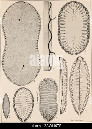 Atlas der Diatomaceen-Kunde. M. Surirella fastuosa var. splendida nov. Die zu dieser variableren Art gezogener Formen werden von mir ananderer Stelle einer kritischen Sichtung unterwerfen.4, 5. Neufundland, f. S. Sur. Arguta nov. Spec. In Möllers "Lichtdrucktafeln Taf. III, Reihe 10, Abb. 10, 11 alsSur. Oregonica Ehr. Ausgegeben, von A. Schmidt wahrscheinlichals Sur. Bifrons Kg. Z. B. aufgeffaßt. Kommt in den betreffendennordamerikanischen Lagerhäusern zur Ruhe und hat vor.6 Eis von der Ostküste Grönlands, Nansens Exped. Sur. septentrionalisÖstrup, Meddel. OM Grönland, Bd. XVIII, S. 449 Stockfoto