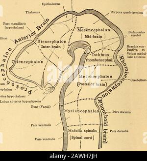 Erkrankungen des Nervensystems .. . der Amphitoxus, bei dem das Gehirn durch eine Schleuderverdickung am vorderen Ende der embryo-medullären Röhre gekennzeichnet ist, bleibt das zentralnervale System dauerhaft in diesem Stadium. Bei allen anderen Wirbeltieren,3 1 2 MAKROSKOPISCHE ANATOMIE DES ZENTRALNERVENSYSTEMS hat die medulläre Röhre an ihrem vorderen Teil jedoch zwei Grate, die drei Räume formt, die primären Gehirnvesikel, die vordere Mitte und die poste-rior-zerebralen Bläschen, von denen letztere sofort in den Spinallord übergeht. Bald darauf kurvte die embryo-medulläre Röhre i Stockfoto
