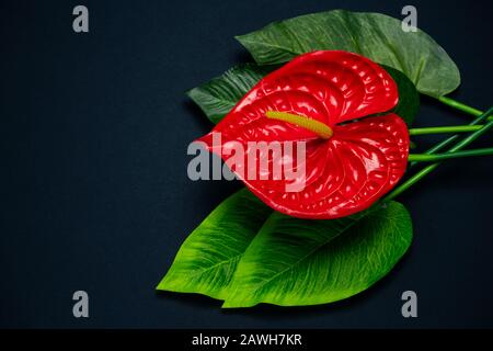 Draufsicht Rotes Anthurium Blume auf schwarzem Hintergrund mit Kopierbereich Stockfoto