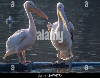 St. James's Park, London, Großbritannien. Februar 2020. Eine Gruppe von Pelikanen sonnen sich an einem kalten Tag im Londoner See des Royal Park. Stockfoto