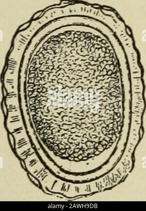 Ein amerikanisches Textbuch über die Krankheiten des Kindes, in dem spezielle Kapitel zu wichtigen chirurgischen Themen behandelt werden: Orthopäde, Erkrankungen des Auges, des Ohrs, der Nase und des Rachens, Erkrankungen der Haut sowie über Ernährung, Hygiene und allgemeine Behandlung von Kindern. Stockfoto