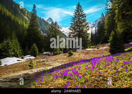Atemberaubende alpine Frühlingslandschaft, wundervolle Waldglade mit frischen bunten violetten Krokusblüten und hohen verschneiten Bergen im Hintergrund, Fagaras mou Stockfoto