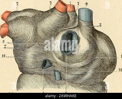 Traité d'Anatomie humaine. Aorte et pulmonaire etembrasse, dans sa concavité,la partie postérieure de cesdeux vaisseaux. - Le faisceaupostérieur, beaucoup plus grêle, part de la face postérieure de loreillette droite,passe au-dessus de la veine coronaire et vient se terminer à la face postérieure deloreillette gauche, immédiatement au-dessus du sillon auriculo-ventriculaire. Les Fibers musculaires de la cloison des oreillettes sont difficilement séparables en deux couches, comme cela se voit sur la cloison interventriculaire. Le plus Grand nombre de ces fibres contribuent à ehemaliger lanneau de Stockfoto