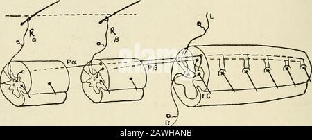 Die Anatomie des Nervensystems, vom Standpunkt der Entwicklung und der Funktion aus. Mechanismus die Sinnesfasern entstehen aus den Rieselzellen, die innerhalb des Rückenmarks lokalisiert sind, und dass die Ventralwurzelfasern Kollaterale aus dem zentralen Trakt sind. Beim adulten Amblystom werden diese sensorischen und motorischen Elemente durch den Usualtyp der primären sensorischen und motorischen Neuronen ersetzt. 94 DAS NERVENSYSTEM Wir können als Beispiel für einen Reflexbogen erwähnen, der viele Segmente der Schnur umfasst, den Kratzreflex des Hundes, der sehr sorgfältig von Sherrington (1906) befallen wurde. Wenn, einige Zeit nach dem Abschnitt von Stockfoto