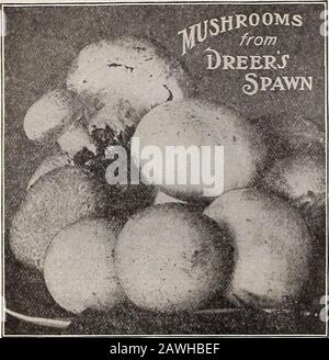 Dreer's 72. Jahreausgabe Gartenbuch : 1910 . NWADRKR-FFLLLADELADELPHIAM-^RWBL^ GEMÜSE SEIDTTIIII DRERS ZUVERLÄSSIGER PILZLAWN.. Die besten Ergebnisse erzielen wir durch den Einsatz unserer erstklassigen Mush-Room-Spawn, die zu einem großen Teil von den erfolgreichsten Züchtern genutzt wird. Vollständige und explizite Anweisungen für den Anbau von Pilzroomsare werden von uns kostenlos mit allen Bestellungen für Spawn gesendet. Jeder, der einen Keller oder ein Gebäude außerhalb der Gebäude nicht benutzt, sollte auf jeden Fall diesen köstlichen Escuent anbauen, der von den meisten Leuten als auxury angesehen wird. Englisch Milltrack Spawn. Seit vielen Jahren verkaufen wir ein spezielles Make-of-Englischspawn WH Stockfoto