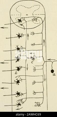 Die Anatomie des Nervensystems, vom Standpunkt der Entwicklung und der Funktion, hier werden zwischen den primären sensorischen und motorischen Elementaronen oder mehreren Zwischenzeuronen interposiert. Diese, wenn sie auf eine Seite des Thecord beschränkt sind, werden als Verbandsneurone bezeichnet; wenn ihre Axone die Medianebene überschreiten, wie viele von ihnen durch die anteriore weiße Commissure, arekallierten sie commissurale Neuronen. Wenn der Schaltkreis innerhalb eines einzigen neuronalen Q2 TIIK XKRVOUS-SYSTEMSEGMENTS abgeschlossen ist, kann man sagen, dass er intrasegmental ist (Abb. 66); wenn es sich durch zwei oder mehr solche Segmente erstreckt, ist es ein Intersegmentum Stockfoto