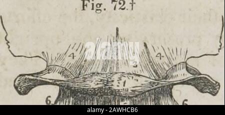 Ein System der menschlichen Anatomie, allgemein und speziell . die mittlere Linie, und oberflächlich zu der anderen. Es ist oben, am basischen Prozess des Occipitalknochens, andunten, am vorderen Tuberkel des Theatlas befestigt. Das tiefere Ligament ist eine breitere Schicht, die oben, am Rand des Occipitalforamens und darunter, auf die gesamte Länge des vorderen Atlasbogens angebracht ist. Es befindet sich in der Rekonlation vor den Recti-Antikiminoren und hinter den Odontoidbändern. Das hintere Ligament ist dünn, mem-branös, oben, am mar-Gin des Occipitalforamens und unten befestigt Stockfoto