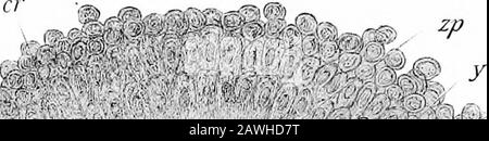 Die Entwicklung des menschlichen Körpers; ein Handbuch der menschlichen Embryologie . .- -z yj.i,?£.%&lt; oV-u ich habe 3 V m. 77zy ! , SS^?5?F* 4%.? J-Z Abb. 9.-Abschnitt durch Einen Teil eines Ovars eines Opossums (Didelphys virginiana), der Ova und Follikel in VariousStages of Development zeigt. B, Blutgefäß; dp, Diskus proligerus; mg, Stratum granulosum; o, ovum; s, Stroma; TH, Theca folliculi. In der Ovstratum, einer Form und einer der inneren Zellen. Die Thekse ist reich mit Blutgefäßen versorgt, die Thekainterna ist besonders der Sitz eines sehr reichen Capi Stockfoto