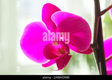 Lilakale Phalaenopsis blühen dicht auf Stockfoto