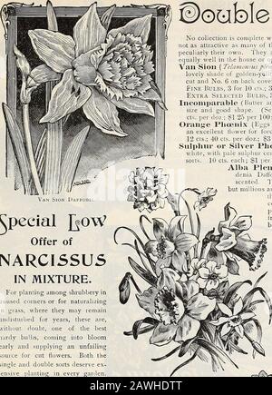 Dreers Herbstkatalog: 1899 Birnen Pflanzen, Samen usw. - eine rege Form der Dichter Narcissus. Eine symmetrische itis als der alte Poeticus und eine Blüte einen Monat früher;Blumen groß, reinweiß, Tasse marginiert mit Scharlach. (.Siehe Schnitt und Nr. 4auf der vorderen Abdeckung.) 3 für 8 kt.. 25 St. pro doz., 1,50 §pro 100. SAMMLUNGEN DER DICHTER J^ARCISSUS. POETICI S OrNATUS. 6 jede der 4 Sorten §0 40 9 (( CC it ti / 0 ^ u .. .. 1 00 Hoop Pettico.t Narcissus. HOOP PETTICOAT NARZISSE. BulbOCOdilim. Sehr hübsche Blumen, reich, goldgelb. Itis ist ein Juwel für Topfkultur und -Kleiden und Bären von 6 bis Stockfoto