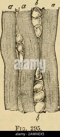 Die Evolution des Menschen: Eine beliebte Exposition der Hauptpunkte der menschlichen Ontogenie und Phylogenie. Abb. 293.. Stockfoto