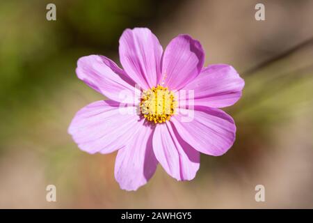 Draufsicht über eine rosafarbene Blume des Gartens oder des mexikanischen Kosmos - Cosmos bipinnatus - auf einem verschwommenen Hintergrund. Stockfoto