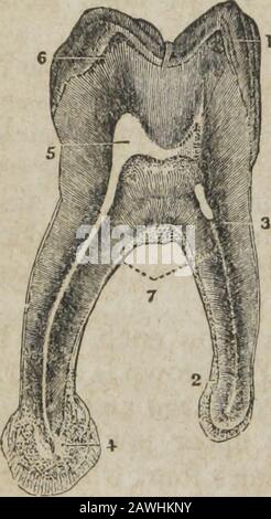 Das System der menschlichen Anatomie, allgemein und speziell . die Zahnallspur der Parieten oder der Verbindungsart der Zellen geht verloren, aber nach dem Stechen in der Schwächsäure ist das Zellnetz vollkommen verschieden. Der Zahnschmelz bildet bis zum Beginn seiner Wurzel eine Kruste über der gesamten freiliegenden Oberfläche des Zahnes, sie ist über dem oberen Teil der Krone verdickt und wird mit dem Ansatz allmählich dünner. Es besteht aus minuziösen hexagonalen Kristallinefasern, die von einer Extremität gegen die Oberfläche des Elfenbeins ruhen, und * Sehen Sie eine ausgezeichnete praktische Arbeit, Über die Struktur, Wirtschaft, an Stockfoto