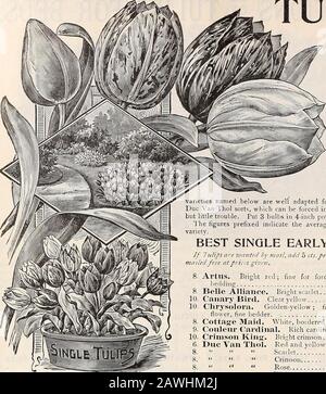 Dreers Herbstkatalog: 1899 Birnen Pflanzen, Samen usw. Franklin Bett von Tulpen. .(^DESIGNS UND ESTI3IATES AUF GRÖSSEREN BETTEN AUF EINEM P P P L I C A T I O N SA. Dreers Attumn Catalogue, 1899. Tulpen; I^HE Tulip is always*? Attraktiv von der Schönheit und der Brillanz der Farben und ist eine der beliebtesten der frühen Springblumen, EIN paar Bulbsgestreute hier und so, aber wenig Wirkung, aber wenn sie inmassenhaft oder in kleinen Giuppen gepflanzt werden, werden sie auf einmal grandhaft und brillant, und Eclipse, in der Vielfalt der Farbgebung und malerischer Wirkung, almostany andere Blume. Die Oursammlung ist ungewöhnlich gut und umfasst alle Stockfoto