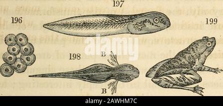 Die tierische und pflanzliche Physiologie, die mit Bezug auf die natürliche Theologie betrachtet wird, von Peter Mark Roget .. . Die Ordnung Batrachia, oder amphibische Rep-Kacheln, stellt den ersten Schritt im Übergang von aquatischen zu terrestrischen Wirbeltieren dar. Es ist moralisch besonders die Funktion der Atmung, die infolge des Elementwechsels, in dem das Tier wohnen soll, neu zu verändern ist, und als wäre es notwendig gewesen, die Gesetze der Tierschöpfung übereinstimmend zu erfüllen. Dass dieses Changeshould nicht abrupt gemacht werden sollte, stellen wir fest, dass Ba-Trachian Reptilien, mit denen diese Serie com-mences konstruiert sind, bei konstruiert sind Stockfoto