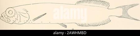 Ozeanische Ichthyologie, eine Abhandlung über die Tiefsee- und Pelagischen Fische der Welt, die hauptsächlich auf den Sammlungen der Dampfer Blake, Albatross und Fish Hawk im Nordwesten des Atlantiks basiert, mit einem Atlas, der 417 Figuren enthält. Stockfoto