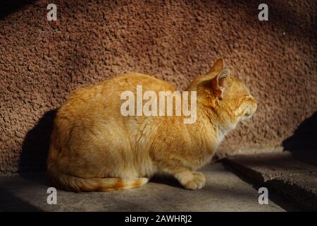 Ingwerkatze ruht in einem sonnigen Innenhof, Seitenansicht im Profil. Stockfoto