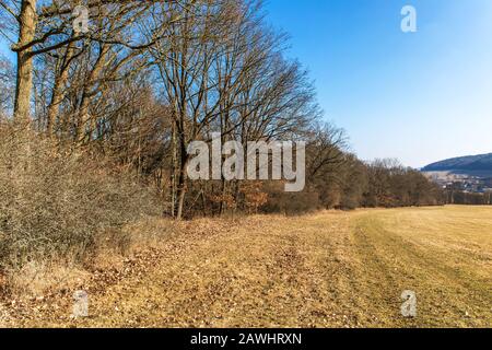 Rand von Buchenwald. Buchenwald in Tschechien. Winterzeit ohne Schnee. Sonniger Tag auf dem Land. Stockfoto