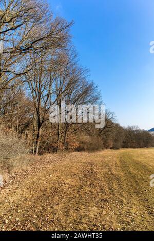 Rand von Buchenwald. Buchenwald in Tschechien. Winterzeit ohne Schnee. Sonniger Tag auf dem Land. Stockfoto