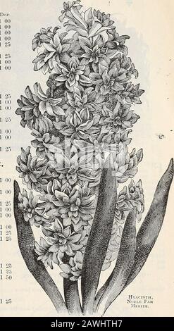 Dreers Herbstkatalog: 1899 Birnen Pflanzen, Samen usw. Hyazinth, ELE ParJNIekite. 1 25 DREERS-SONDERAUSWAHLEN DER WAHL NAHED-HYAZINTHS. Dreers Auswahl von Hyacinlh.s für Den Wasseranbau. Viele Sorten gelingt es nicht, auf diese Weise gewachsen zu sein. Diese Auswahl besteht aus einer Auswahl, die speziell für die pur]iose angepasst ist. Kultur finden Sie auf Seite 4. 12 verschiedene Einzel- und Doppelsorten, 1 10 USD oder kostenlos für mA;i. 1,25 USD. Dreers Auswahl der Hyazinths für die Pot-Kultur. Eine Auswahl an prächtigen Sorten, jede von verschiedenen Farbtönen. Man kann davon ausgehen, dass diese selbstbewusst Spdces von außergewöhnlicher Größe produzieren. Stockfoto