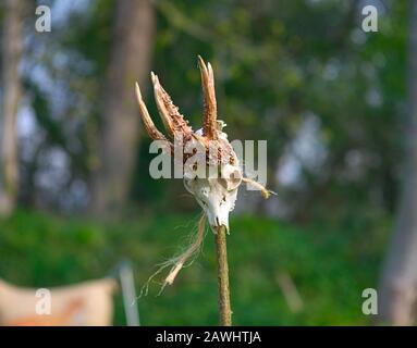 Tierschädel mit Hörnern auf Holzstab mit Grün im Hintergrund Stockfoto