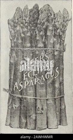 Dreer's 72. Jahreausgabe Gartenbuch : 1910. E donewhen Wachstum wird im Frühjahr beginnen, und sie werden im ersten Jahr gute Pflanzen und Blumen machen. ARTISCHOCKENSAMEN. 1 Unze wird etwa 500 Pflanzen produzieren. Großer Grüner Globus. Pkt., 10 kt.; oz., 35 AS.; lb., 1,00 USD. ARTISCHOCKE PI^AMEISEN. Pflanzen von Dreers Wählten Große Grün-Artischocken aus. Artischocken sind nicht immer zufriedenstellend, wenn sie aus Saatgut angebaut werden, aufgrund der zahlreichen und unerwünschten Arten, die so produziert werden. Wir haben Tofurnish-Werke von Dreers Ausgewählt Große grüne Artischocke, die die beste Art ist, die auf dem Pariser Markt verkauft wird. Diese Pflanzen w Stockfoto