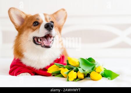Cute Corgi Hund in stilvollen roten Bomberjacke sitzen in der Nähe Tulpen Blumen. Konzept Haustiermode Stockfoto